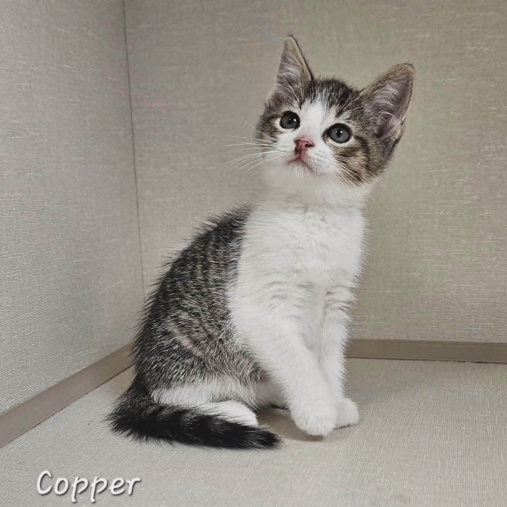 Copper