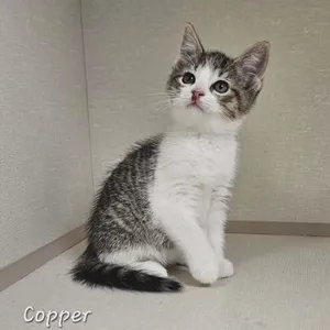 Copper