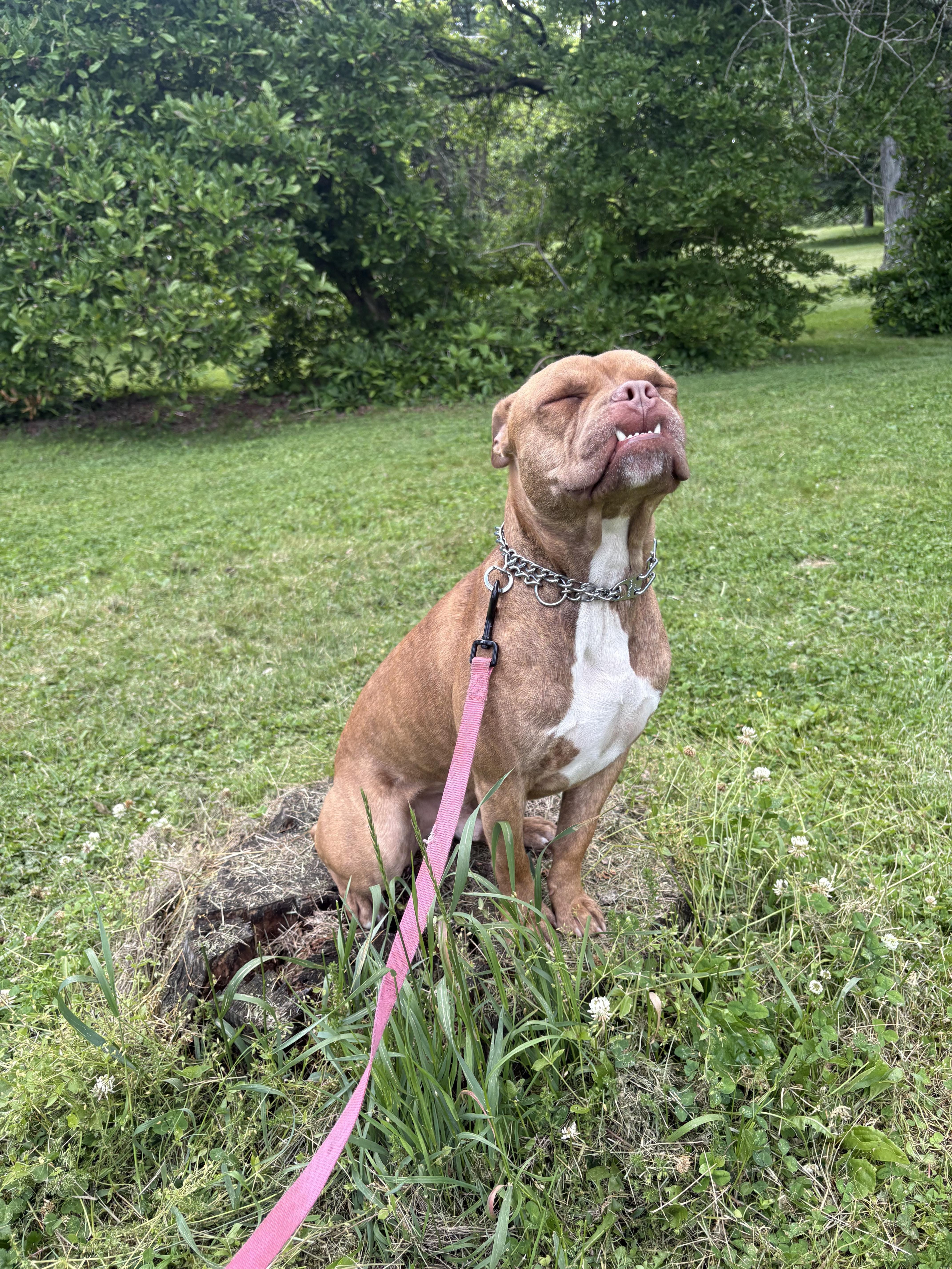 Dozer