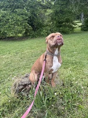Dozer
