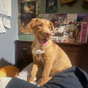 Midas