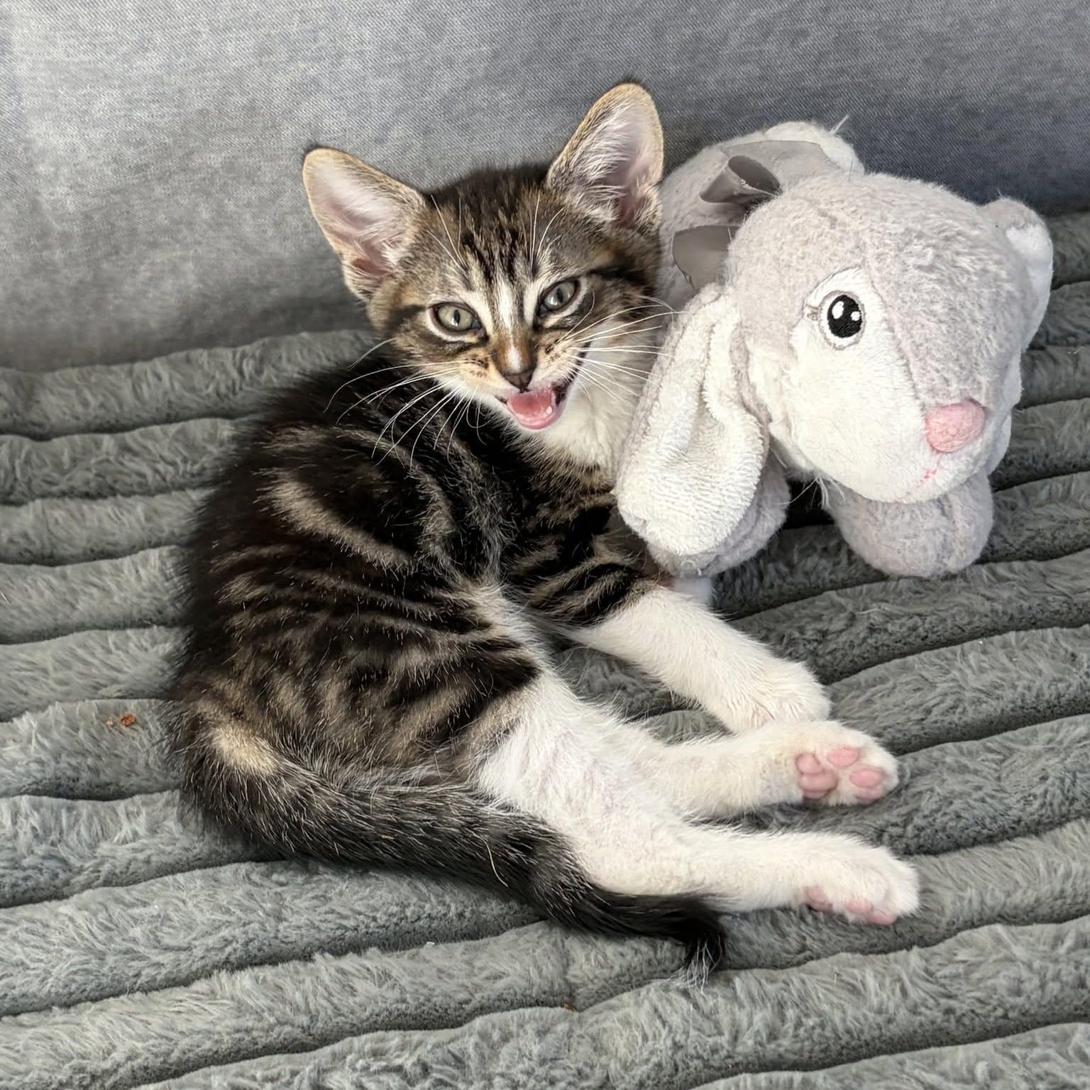 Linus