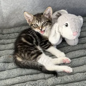 Linus