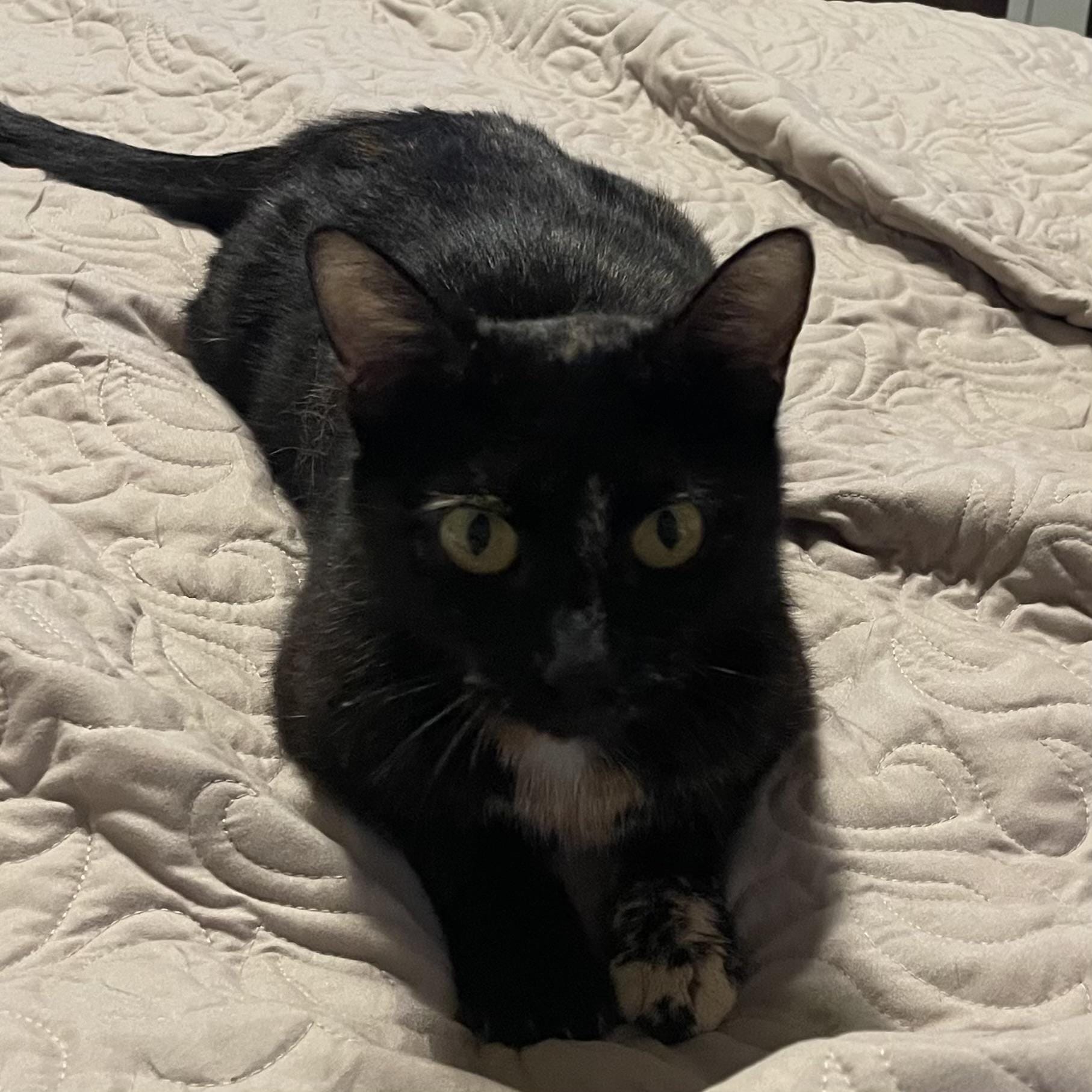 Queen Zena