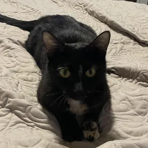 Queen Zena