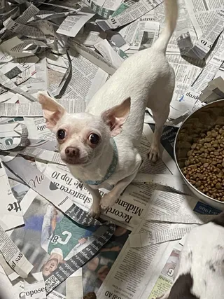 Peanut