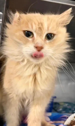 Butterscotch