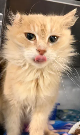 Butterscotch