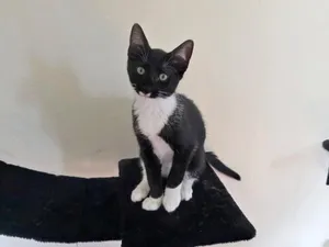 Soot