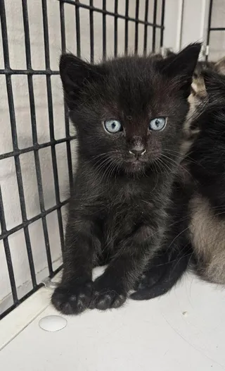 Corral kitten 1