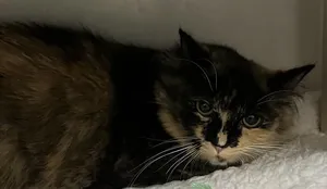 NYLA