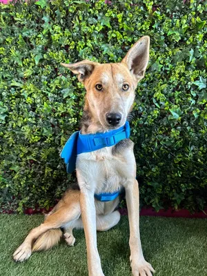Kristi-One of our Amazing Rescue Dogs