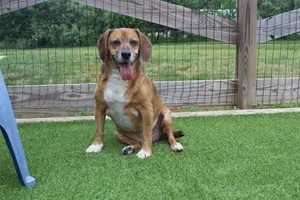 Benji