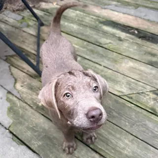 Pupcake