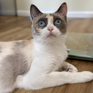Willow