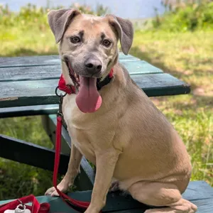 IRIS - Needs a foster or adopter