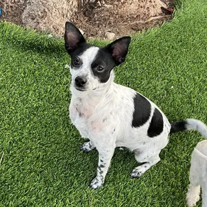Oreo