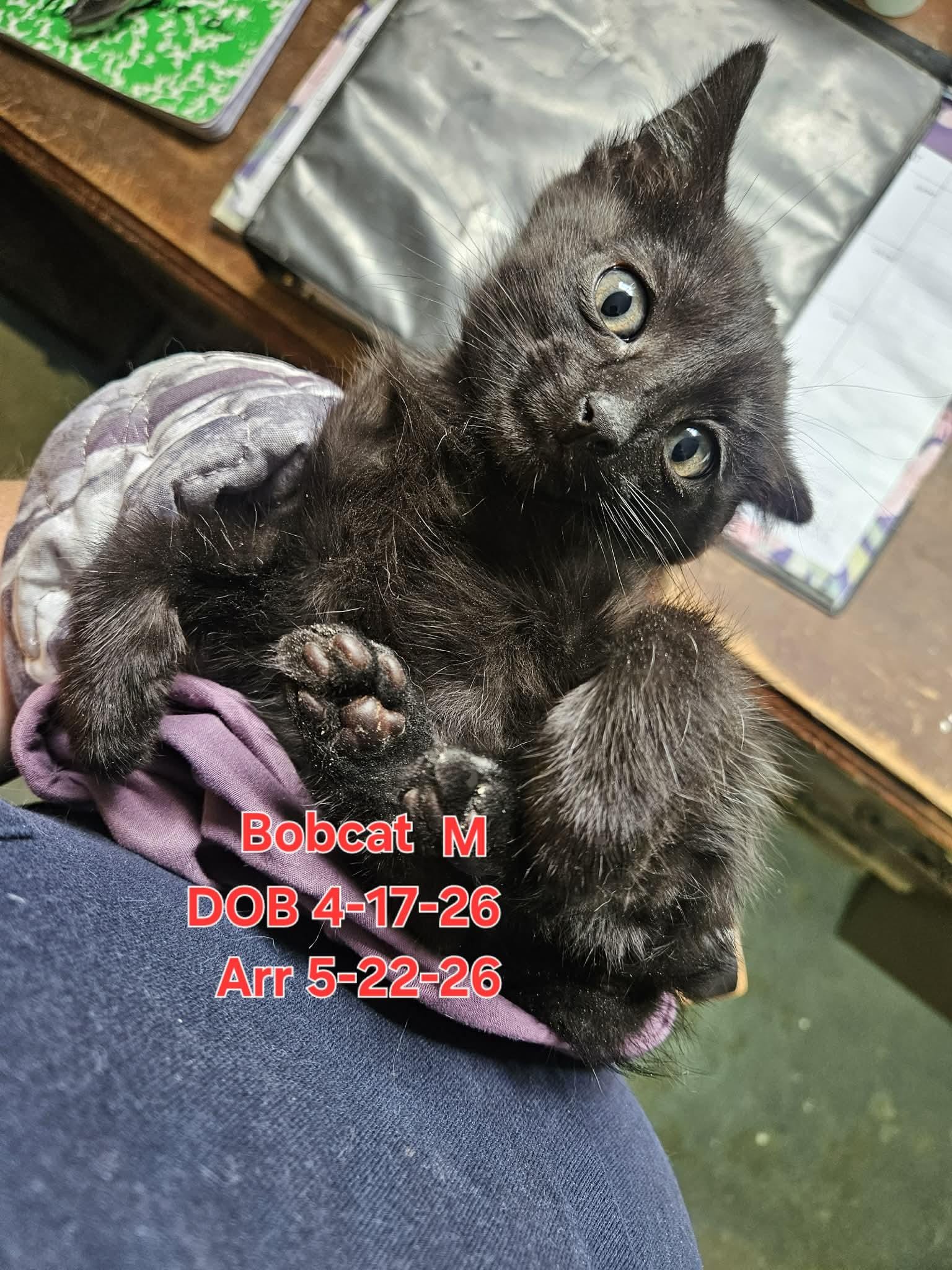 Bobcat