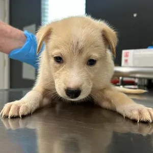 Einstein