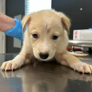 Einstein