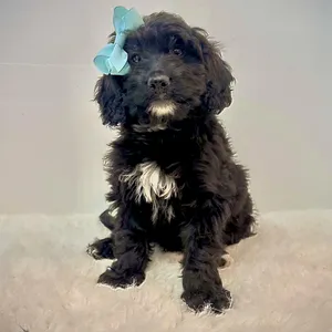 Baby Brie