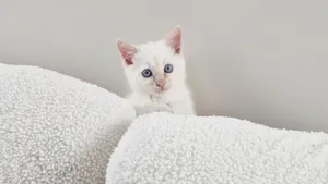 Linus