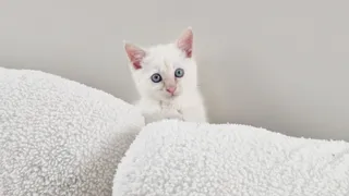 Linus