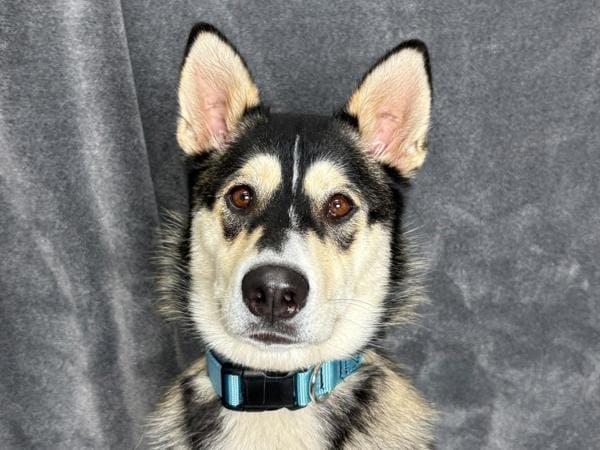 Lyra