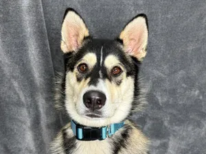 Lyra