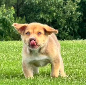 Puppernickel
