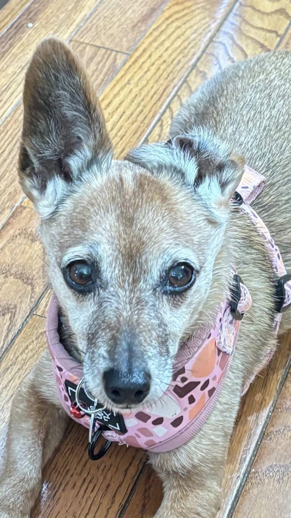 Lady Nelson
