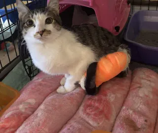 Choo Choo Charlie (Special Needs)