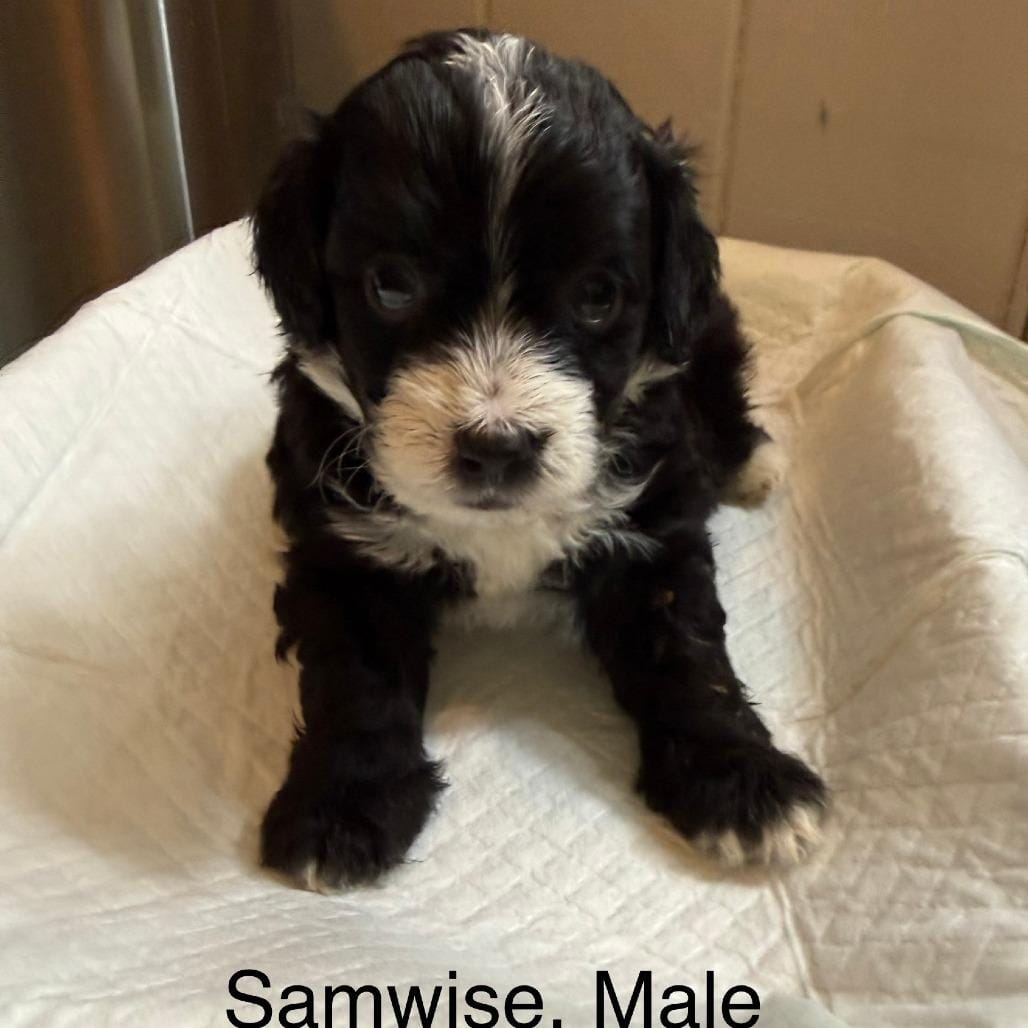 Samwise 22500