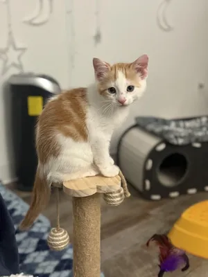 Simon