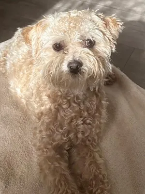 Teddy
