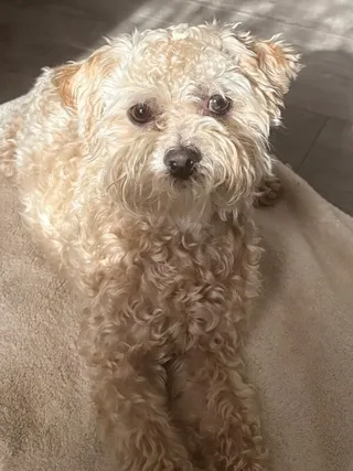 Teddy