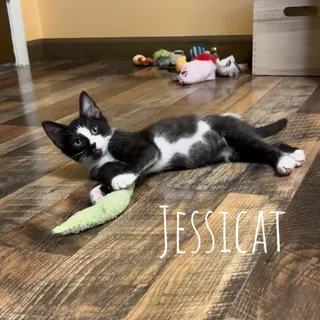 Jessicat