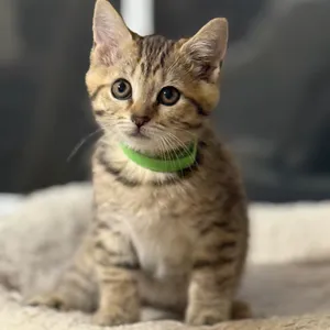 Pebbles