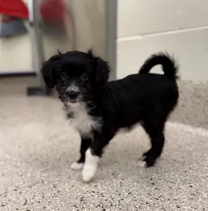 WINNIE