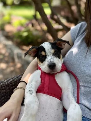 PIPPIN