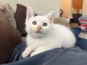 Mo !
