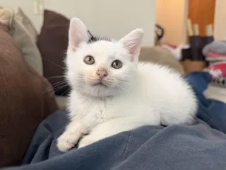 Mo !