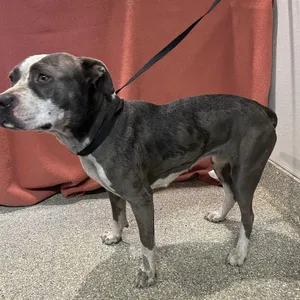 IVHS-Stray-139665