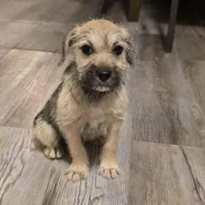 Colin