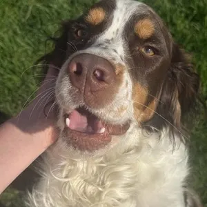 Scout