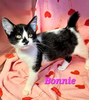 Bonnie