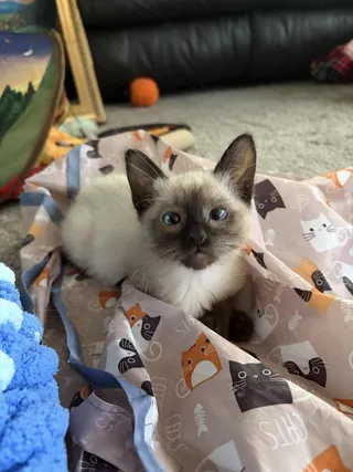 Kiwi