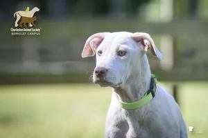 05642b Hinata Adoption Ambassador