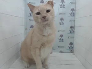 FELIX