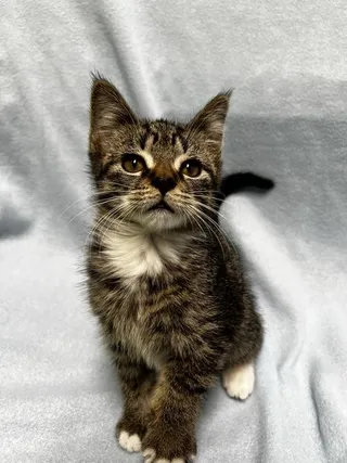 Biscuit